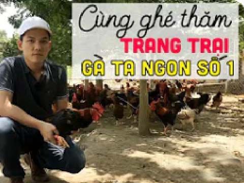 Cùng khám phá trang trại gà ta đạt chuẩn chất lượng